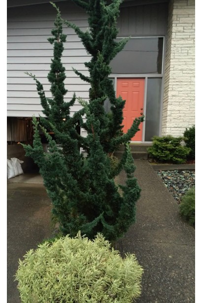 Кипарисовик Лавсона ’Wissel’s Saguaro’